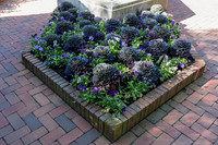 Cabbage Plants2