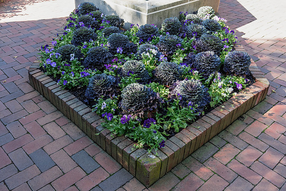 Cabbage Plants2