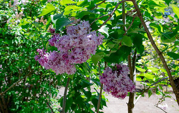 Lilacs Hanging