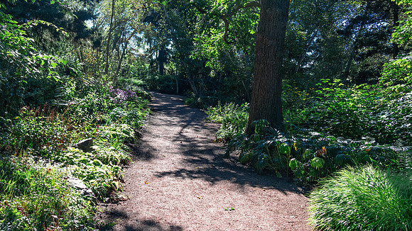 Wood Path2
