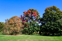Three Trees 2