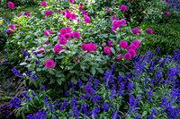 Purple and Fushia Flowers