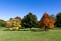 The Three Little Trees That Could