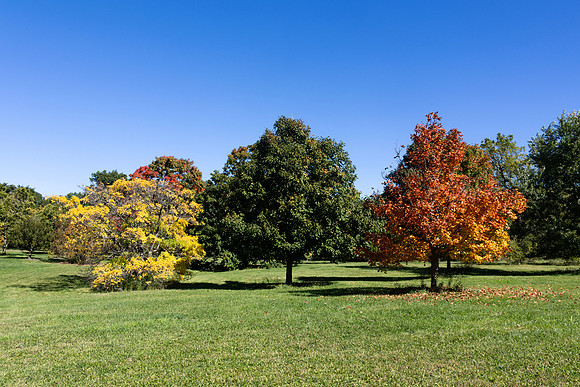 The Three Little Trees That Could