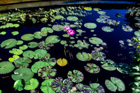 Lily Pads Up Close