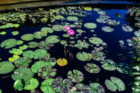 Lily Pads Up Close