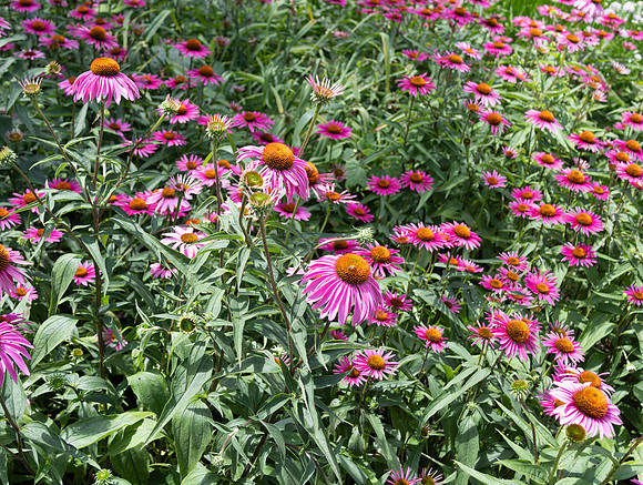 Purple Button Flowers 2