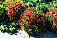 Red Mums