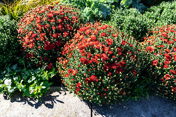 Red Mums