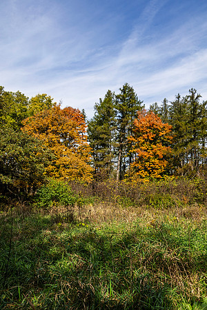 Tree Stand by Marmo