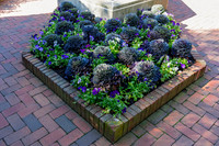 Cabbage Plants