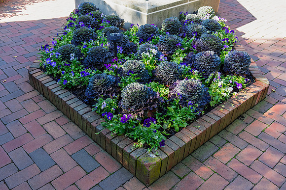 Cabbage Plants