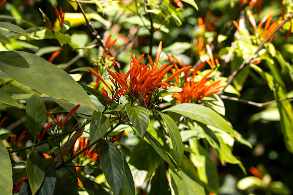 Orange Flowers 2