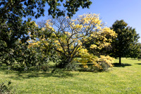 Yellow Bush Tree