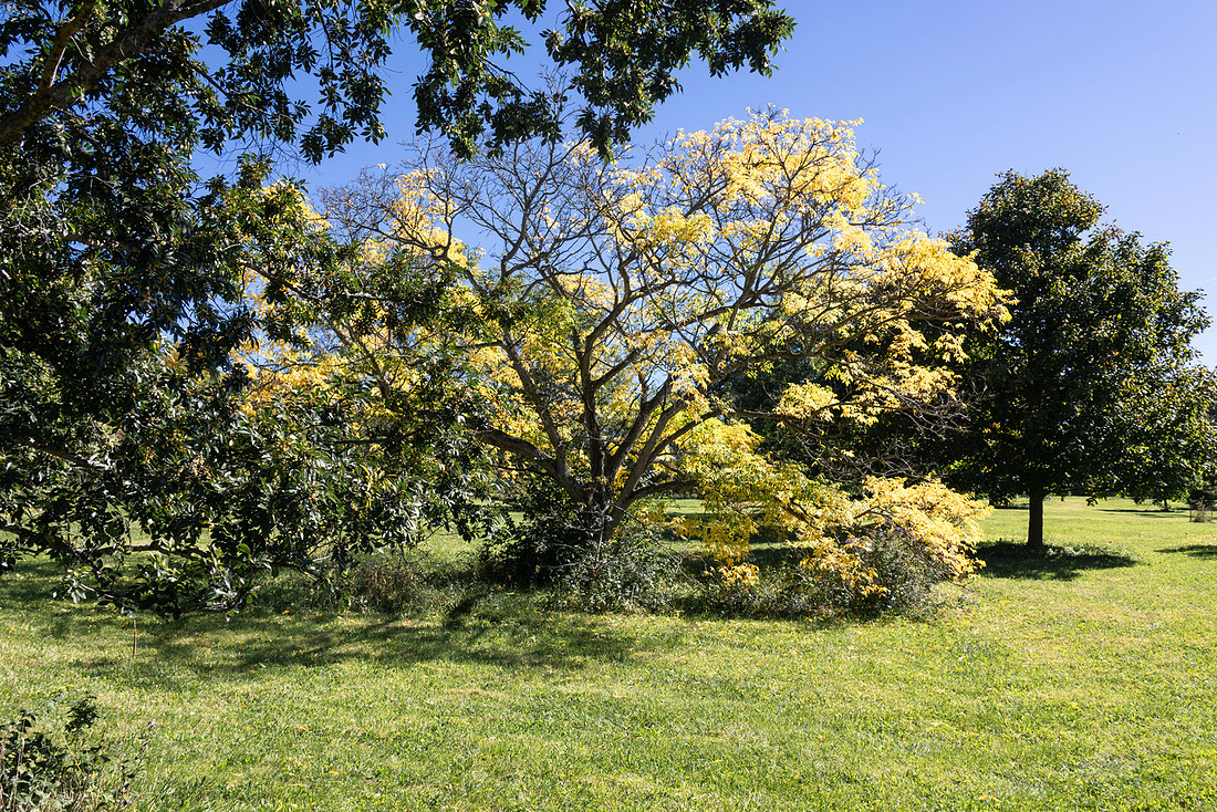 Yellow Bush Tree