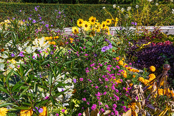 Sunflower Daisie Mix