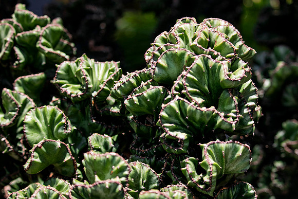 Green Succulants 16x9  a
