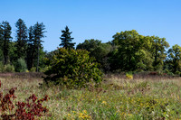 Field with Green and Red Bushes
