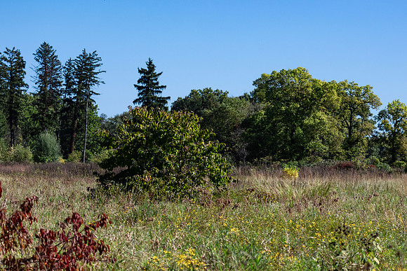 Field with Green and Red Bushes