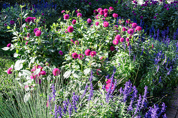 Purple and Pink with Fauna