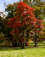 Skinny Red Tree Up Close