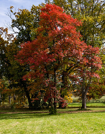 Skinny Red Tree Up Close
