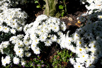 White Daisies