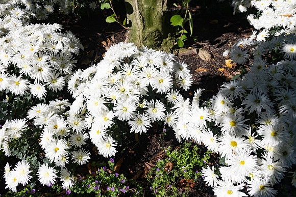 White Daisies