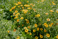 Gerbera Daisies