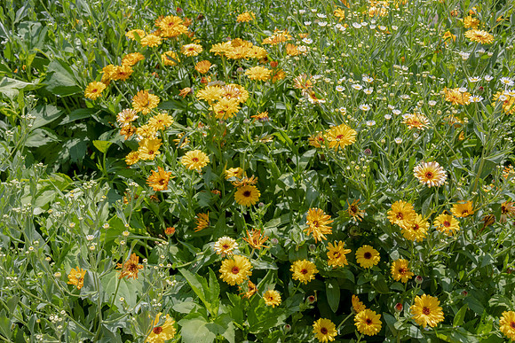 Gerbera Daisies