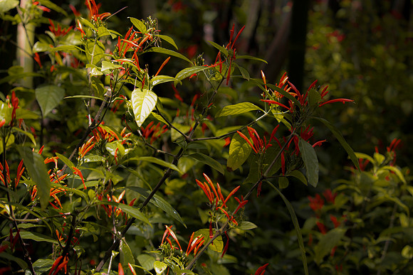 Orange Flowers 1 copy