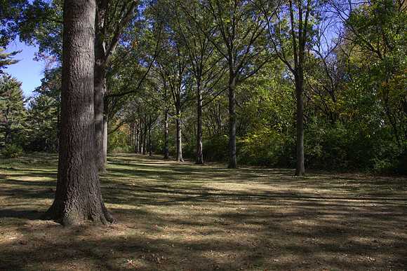 Trees in a Row Lane 2