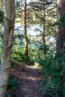 Birch Tree Path2