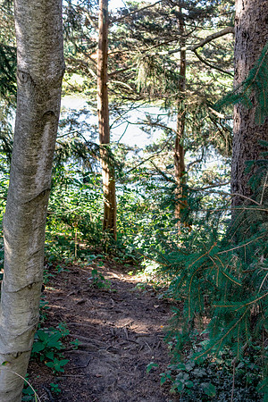 Birch Tree Path2