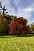 Chubby Red Tree