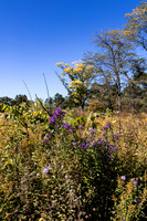 Yellow Tree with Purple Flowers