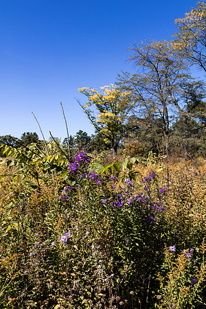 Yellow Tree with Purple Flowers