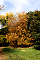 Blond Tree