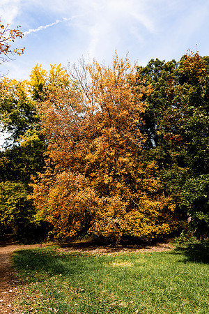 Blond Tree
