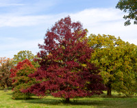 Red Tree Up close