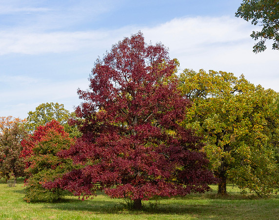 Red Tree Up close
