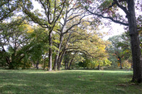 Trees in a Row