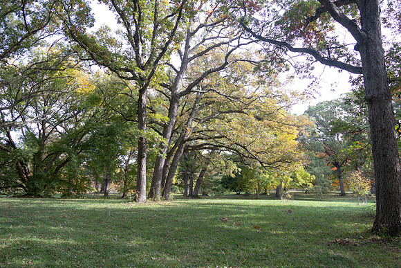 Trees in a Row