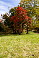 Skinny Red Tree