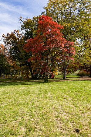 Skinny Red Tree