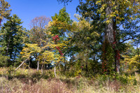 Serpetine Tree with Yellow Red