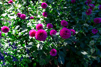 Fushia Flower Power