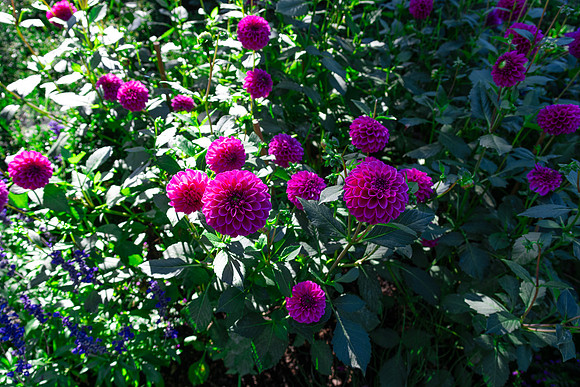Fushia Flower Power