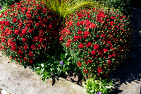 Red Mums 2