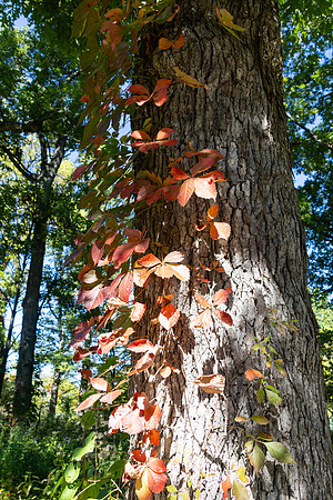 Tree Trunk with Red Leaves on Trunk
